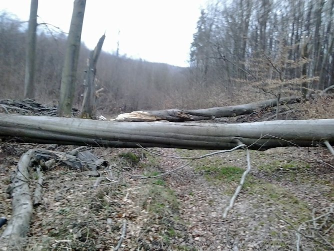 Riese Timpetu in der Windleite? (Foto: Karl-Heinz Herrmann) Riese Timpetu in der Windleite? (Foto: Karl-Heinz Herrmann)