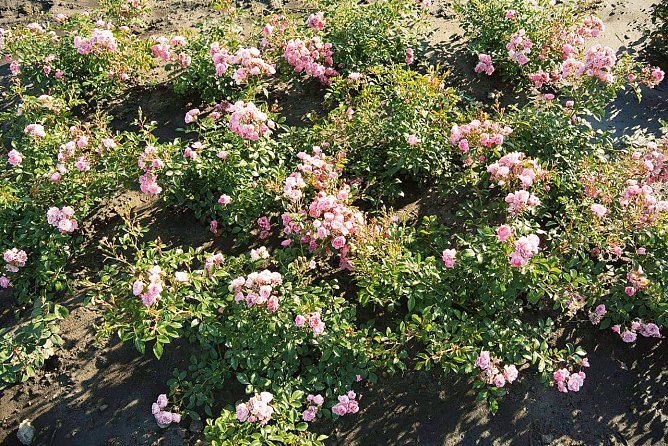 Die Pflanzen entwickelten sich pr&auml;chtig, The Fairy bl&uuml;hte rosafarben auf (Foto: Stiftung Warentest)