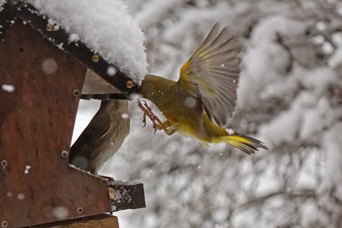 Winter im April - V&ouml;gel im Schnee (Foto: Christiane Wiesemann)