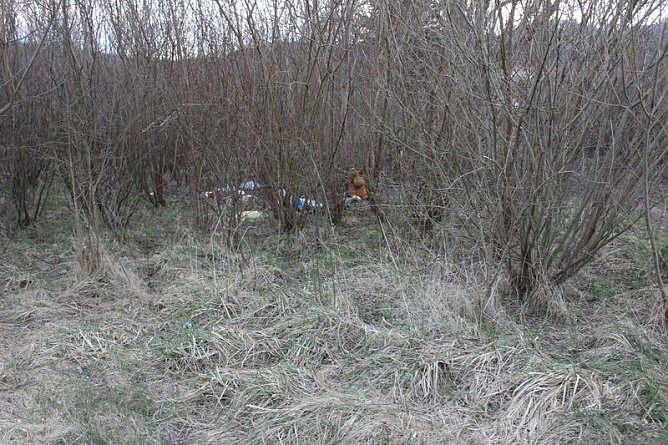 Ich glaub mich knutscht ein Elch� (Foto: Karl-Heinz Herrmann)