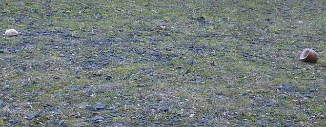 Taubenf&uuml;tterung (Foto: Karl-Heinz Herrmann)