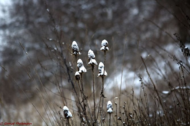 Nachtfr&ouml;ste m&ouml;glich (Foto: Gernot Thelemann)