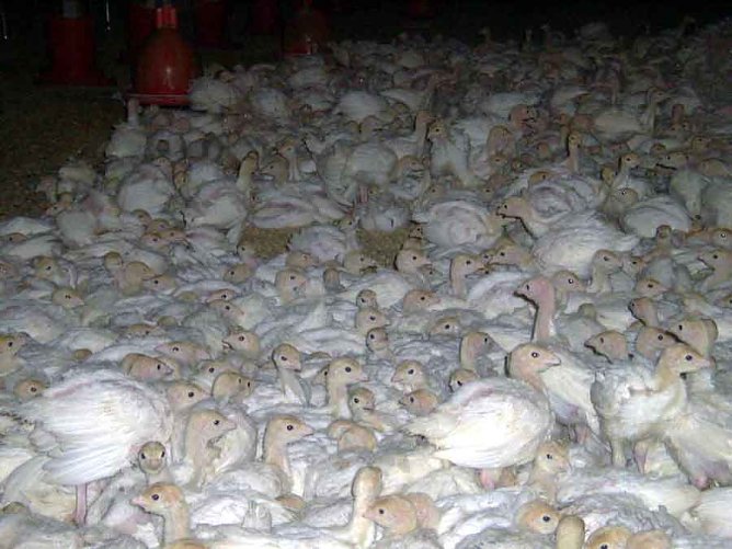 kn- Forum: Tierversuchstag 2015 (Foto: Privat) kn- Forum: Tierversuchstag 2015 (Foto: Privat)