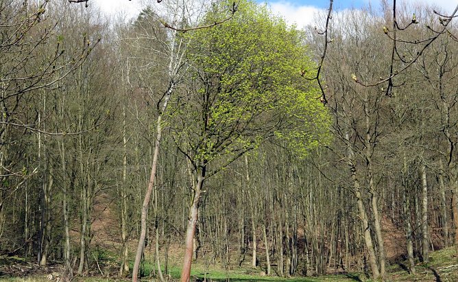 Baum - Geschenk der Natur (Foto: nnz) Baum - Geschenk der Natur (Foto: nnz)