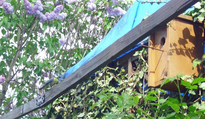 Alle Vögel sind schon da, (Foto: Thomas Leipold) Alle Vögel sind schon da, (Foto: Thomas Leipold)