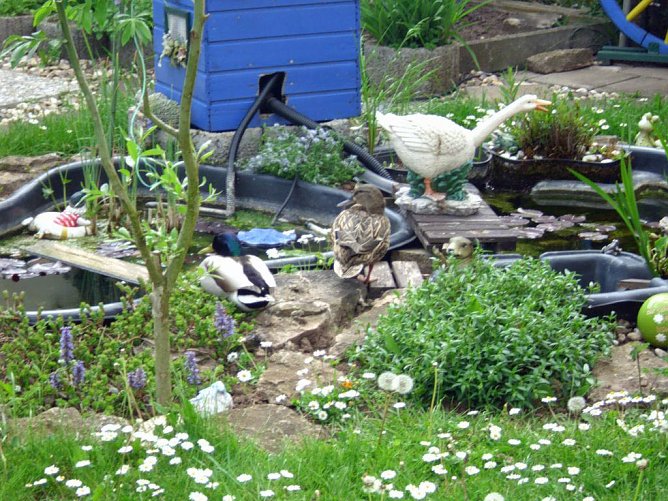 Alle Vögel sind schon da, (Foto: Karl-Heinz Herrmann) Alle Vögel sind schon da, (Foto: Karl-Heinz Herrmann)