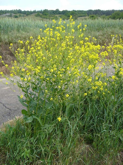 Artenschutz braucht viele Helfer (Foto: Landratsamt Kyffhäuserkreis) Artenschutz braucht viele Helfer (Foto: Landratsamt Kyffhäuserkreis)