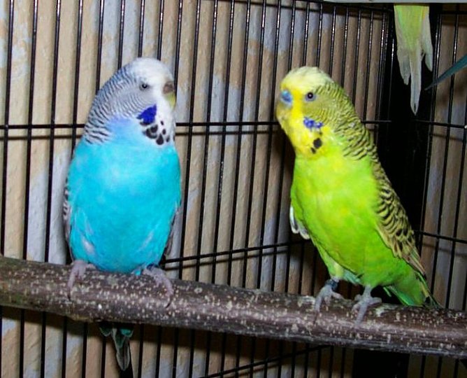 Tier der Woche (Foto: Knust) Tier der Woche (Foto: Knust)