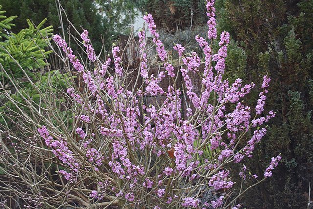 Seidelbast (Foto: Karl-Heinz Herrmann) Seidelbast (Foto: Karl-Heinz Herrmann)
