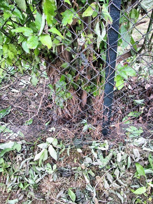 Forum: Mensch und Dummheit in der Paarungszeit (Foto: Anderas Zeidler)