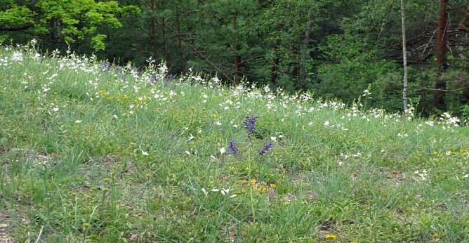 Landschaftspflege rund um den Schlachtberg... (Foto: Privat)