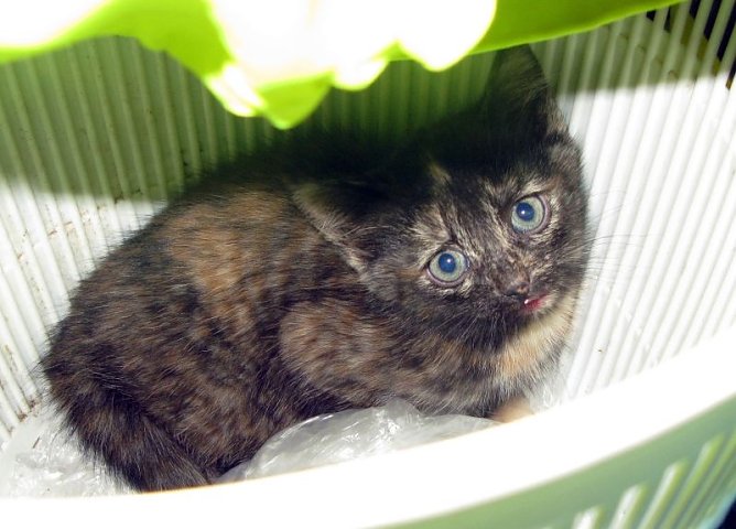 Gerettet (Foto: API)