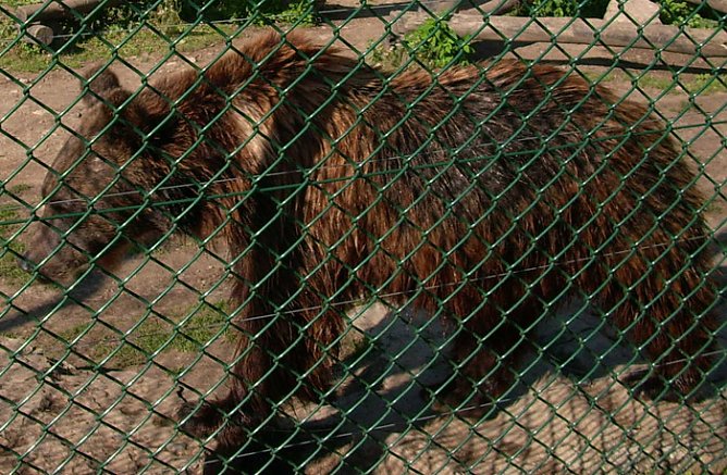 Possenb&auml;r (Foto: Karl-Heinz Herrmann)