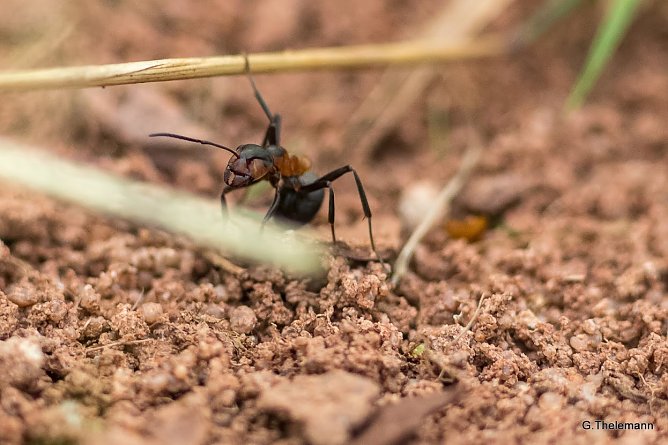 Schwerstarbeit trotz Hitze (Foto: Gernot Thelemann)