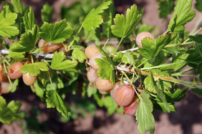 Am Strauch zerkocht? (Foto: Karl-Heinz Herrmann)