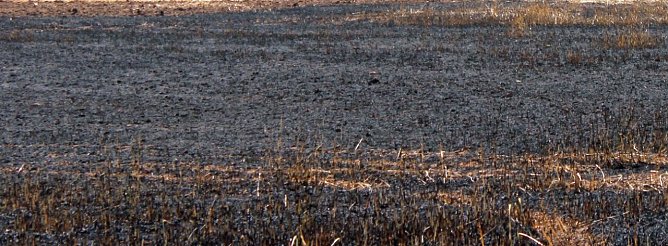 Und wieder brennt ein Feld (Foto: Karl-Heinz Herrmann)