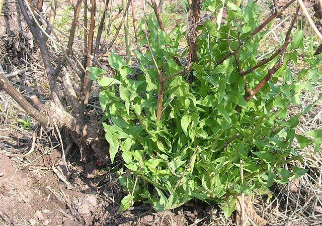 L&ouml;wenzahn (Foto: Karl-Heinz Herrmann)