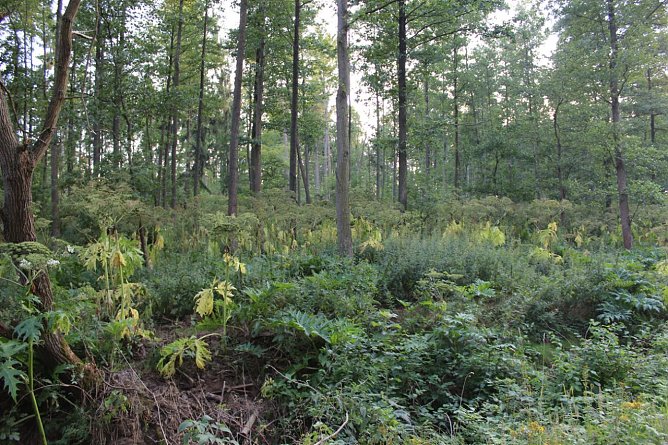 Vorsicht, da w&auml;chst was ran (Foto: Karl-Heinz Herrmann)