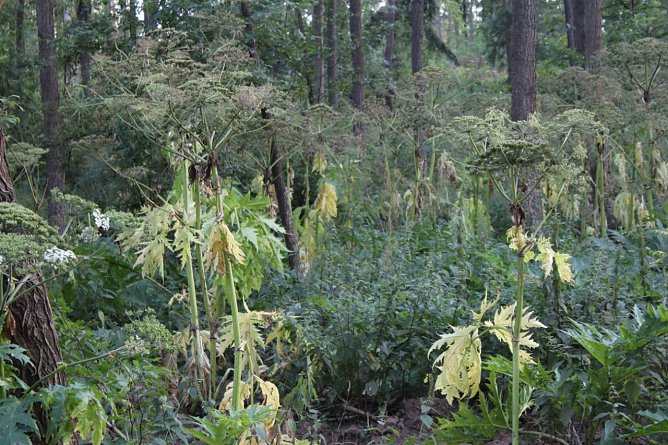 Vorsicht, da w&auml;chst was ran (Foto: Karl-Heinz Herrmann)