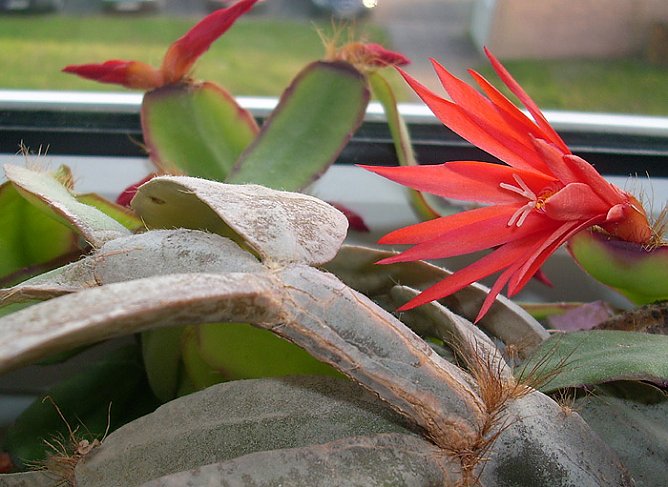 Osterkaktus (Foto: Karl-Heinz Herrmann)