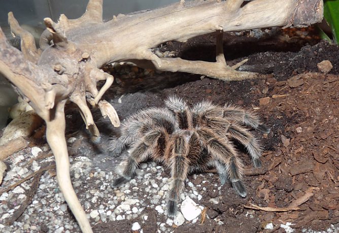 Welt der Spinnen (Foto: Karl-Heinz Herrmann)