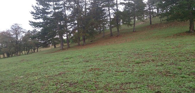 Einzigartiger Trockenrasen gerettet (Foto: Landschaftspflegeverband S&uuml;dharz/ Kyffh&auml;user)