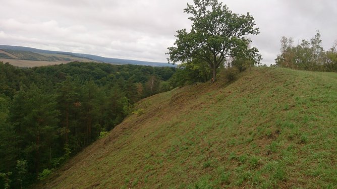Einzigartiger Trockenrasen gerettet (Foto: Landschaftspflegeverband S&uuml;dharz/ Kyffh&auml;user)