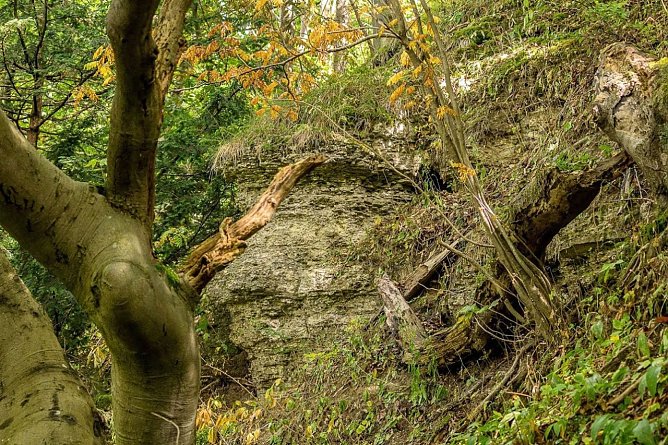 Felswand an der Hasenburg (Foto: Gernot Thelemann) Felswand an der Hasenburg (Foto: Gernot Thelemann)
