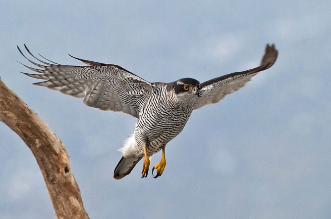 Der Habich (Foto: W. Lorenz)