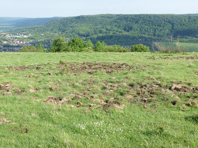 Wildschaden auf Frauenberg (Foto: Karl-Heinz Herrmann)