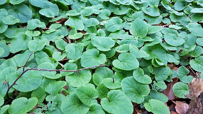 Nicht nur gr&uuml;ne Oasen (Foto: Privat)