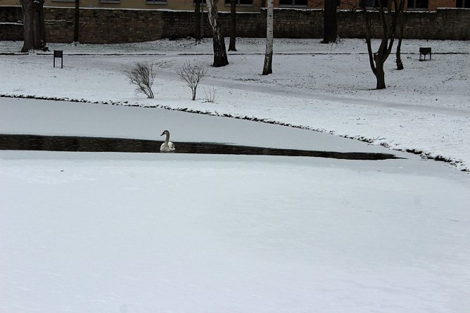 Keine  Gefahr f&uuml;r Jungschwan (Foto: Karl-Heinz Herrmann)