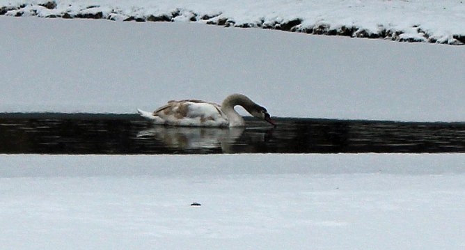 Keine  Gefahr f&uuml;r Jungschwan (Foto: Karl-Heinz Herrmann)