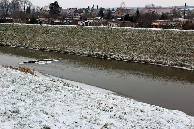 Keine  Gefahr f&uuml;r Jungschwan (Foto: Karl-Heinz Herrmann)