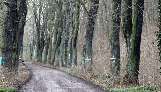 Bäume hinterm Hammateich werden bearbeitet (Foto: Karl-Heinz Herrmann) Bäume hinterm Hammateich werden bearbeitet (Foto: Karl-Heinz Herrmann)
