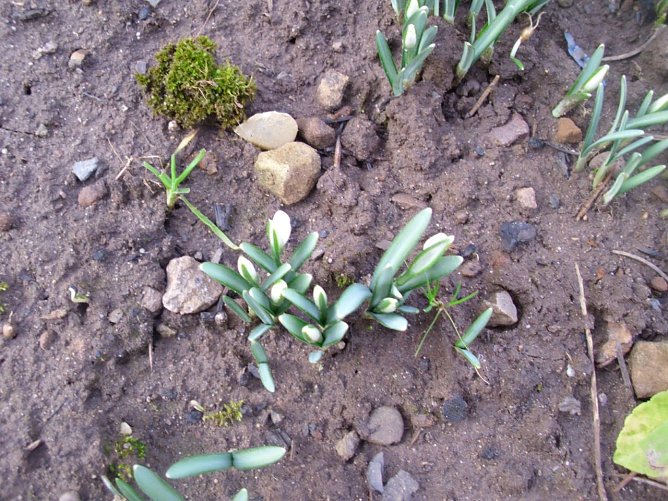 Hurra der Frühling ist da (Foto: Thomas Leipold) Hurra der Frühling ist da (Foto: Thomas Leipold)