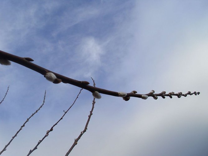 Hurra der Frühling ist da (Foto: Thomas Leipold) Hurra der Frühling ist da (Foto: Thomas Leipold)