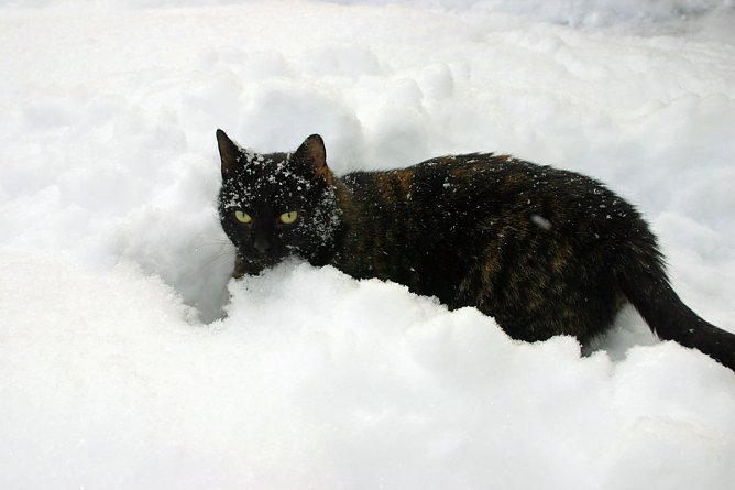 Felix im Frühlingsschnee (Foto: Günter Herting) Felix im Frühlingsschnee (Foto: Günter Herting)