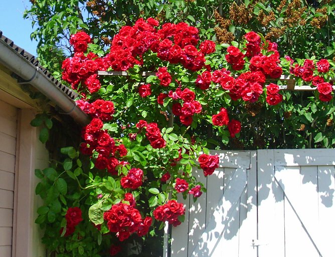 KV der Gartenfreunde bietet Rosenseminare an (Foto: Thomas Leipold) KV der Gartenfreunde bietet Rosenseminare an (Foto: Thomas Leipold)