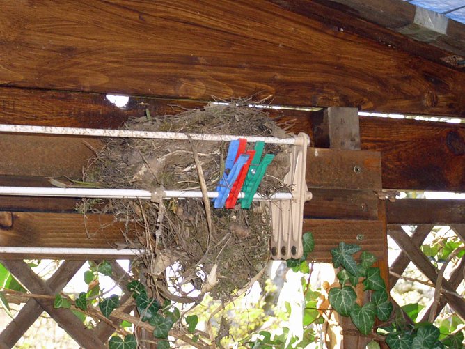 Alle V&ouml;gel sind schon da, oder auch mehr? (Foto: Thomas Leipold)