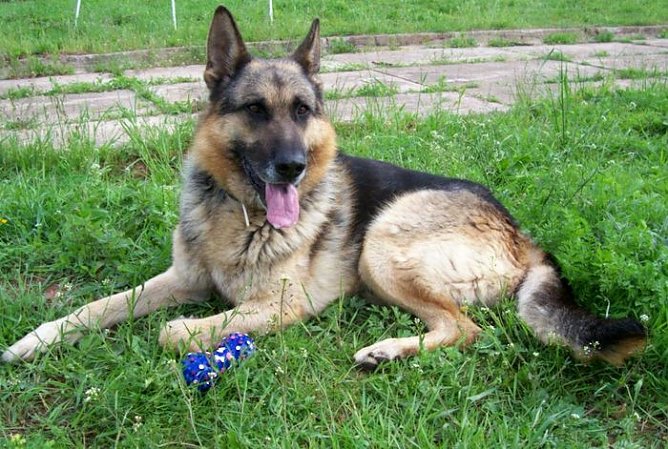 Vincent (Foto: Knust)