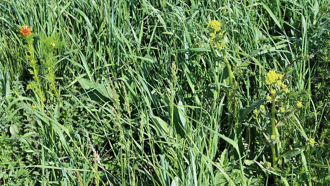 Studien zur Erhaltung der Natur (Foto: Karl-Heinz Herrmann)