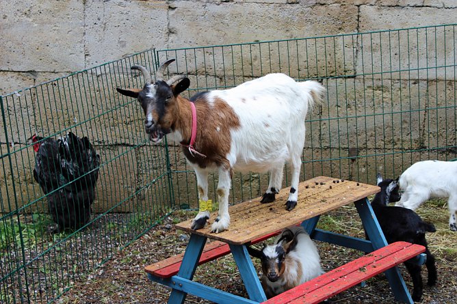 Auflauf zum Abschluss Residenzfest (Foto: Karl-Heinz Herrmann) Auflauf zum Abschluss Residenzfest (Foto: Karl-Heinz Herrmann)