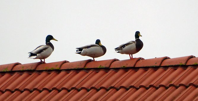 Enten auf Abwegen (Foto: Peter Baars)