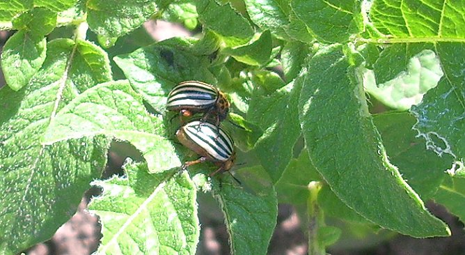 Kartoffelkäfer (Foto: Karl-Heinz Herrmann) Kartoffelkäfer (Foto: Karl-Heinz Herrmann)