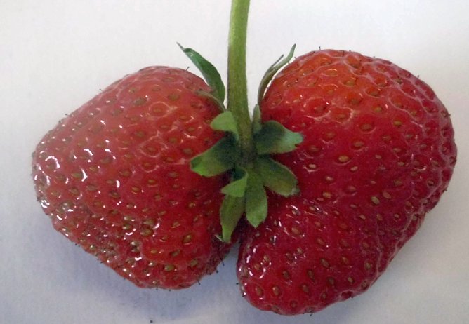 Zwillinge bei den Erdbeeren geerntet (Foto: Thomas Leipold)