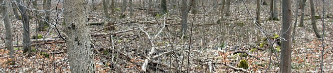 Es geht um die Nutzung des Waldes (Foto: Karl-Heinz Herrmann) Es geht um die Nutzung des Waldes (Foto: Karl-Heinz Herrmann)
