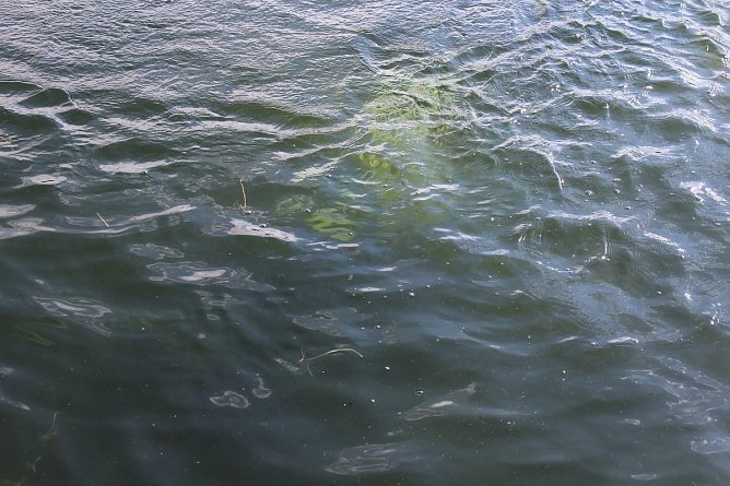 Grasmahd im Bebraer Teich (Foto: Karl-Heinz Herrmann) Grasmahd im Bebraer Teich (Foto: Karl-Heinz Herrmann)