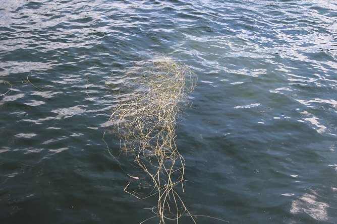 Grasmahd im Bebraer Teich (Foto: Karl-Heinz Herrmann) Grasmahd im Bebraer Teich (Foto: Karl-Heinz Herrmann)