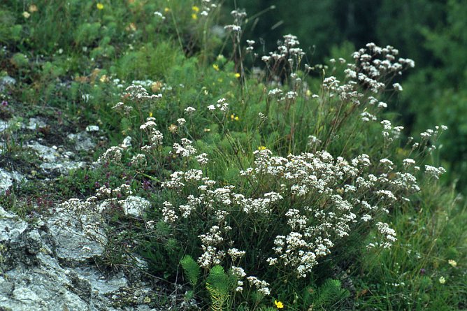 Botanische F&uuml;hrung am GeoPfad S&uuml;dkyffh&auml;user (Foto: Naturpark Kyffh&auml;user)